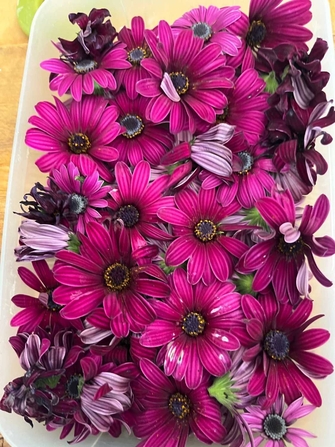 Fiori viola appena raccolti per la tintura vegetale nell'orto dell'atelier natuRa.Ely